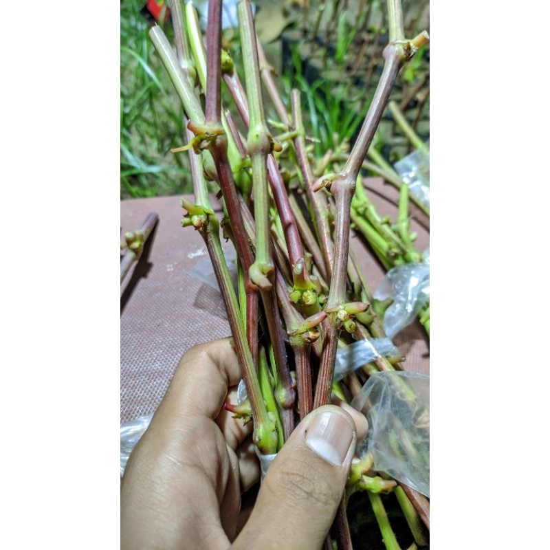 entres anggur impor (harga per mata tunas)