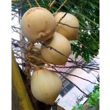 

cengkir kelapa gading 1 pcs