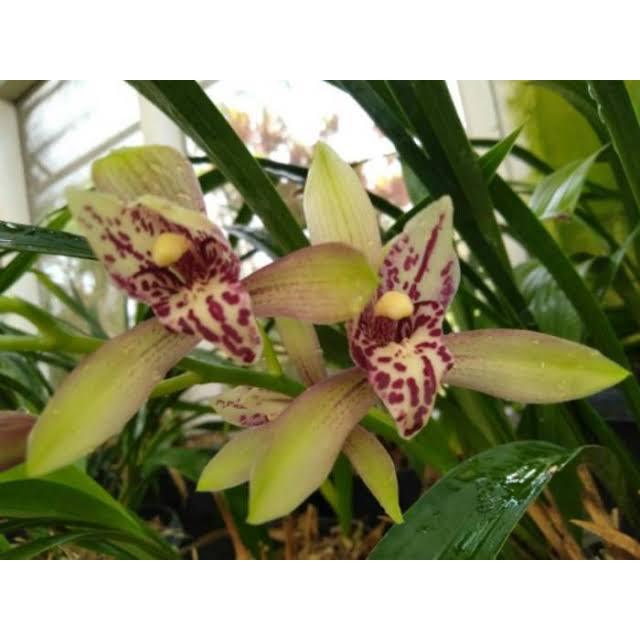 Anggrek Cymbidium siap spike | Anggrek spesies rumpun