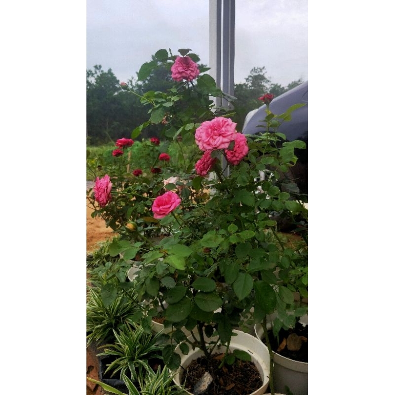 mawar dewasa rimbun Mawar Import