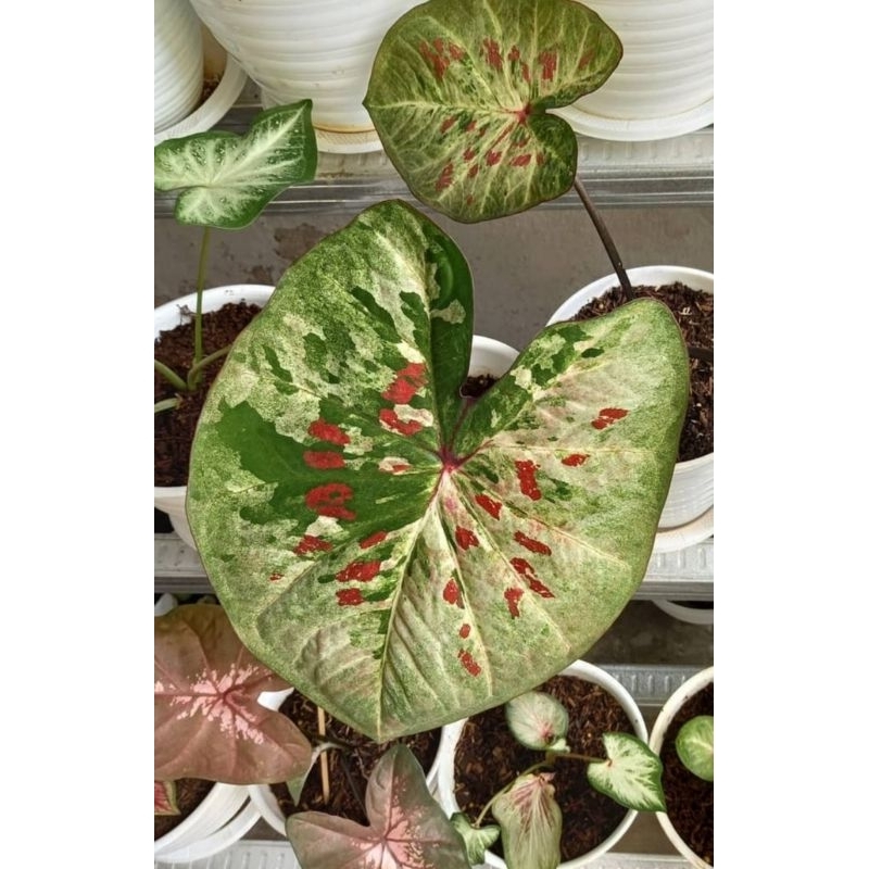 H02 Caladium Hias Thailand Series H02  Tanaman Hias Keladi Murah Meriah / Keladi Merah Bunga Hidup T