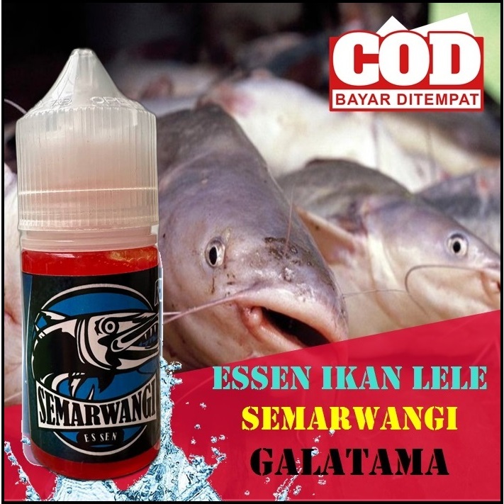 ESSEN IKAN LELE GALATAMA - ESEN SEMARWANGI - SEGALA MEDAN - KHUSUS LELE