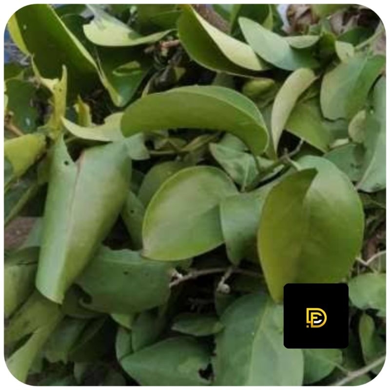 

Benalu belimbing segar petik langsung 500 gram-az