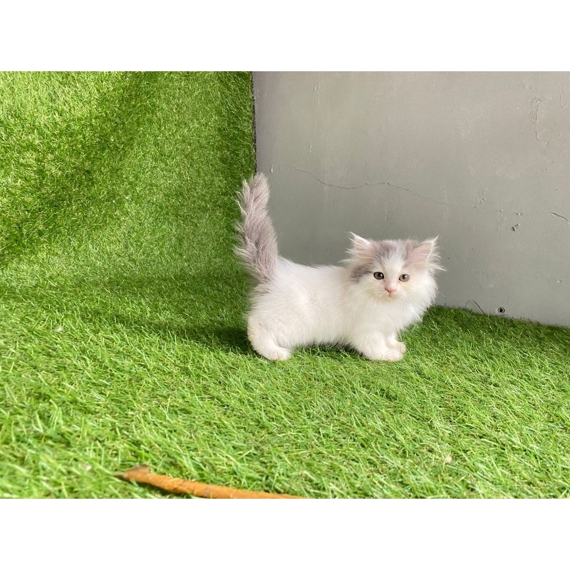 kucing kitten persia longhair live