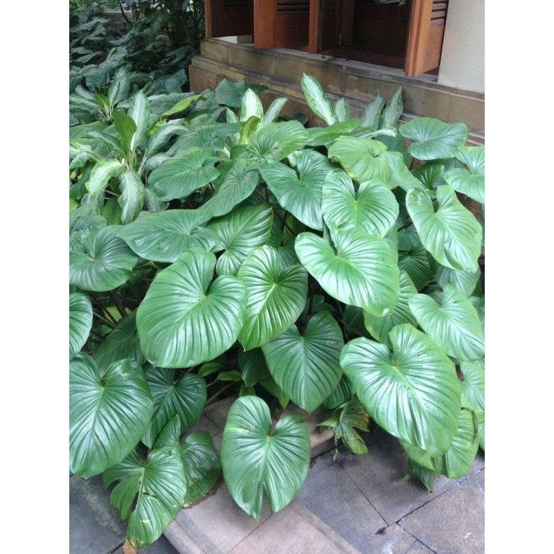 homalomena batang hijau