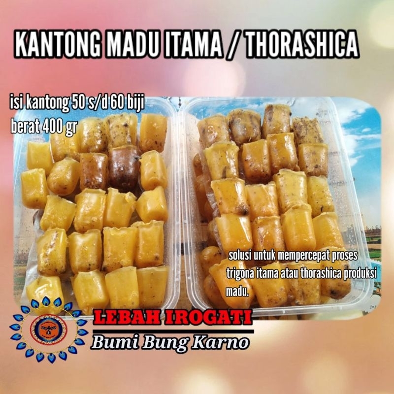 

KANTONG MADU ITAMA , TERMINATA DAN THORASHICA