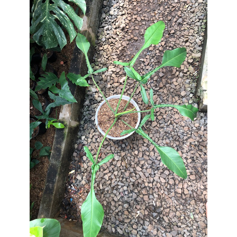 philodendron joepii - philo jopii