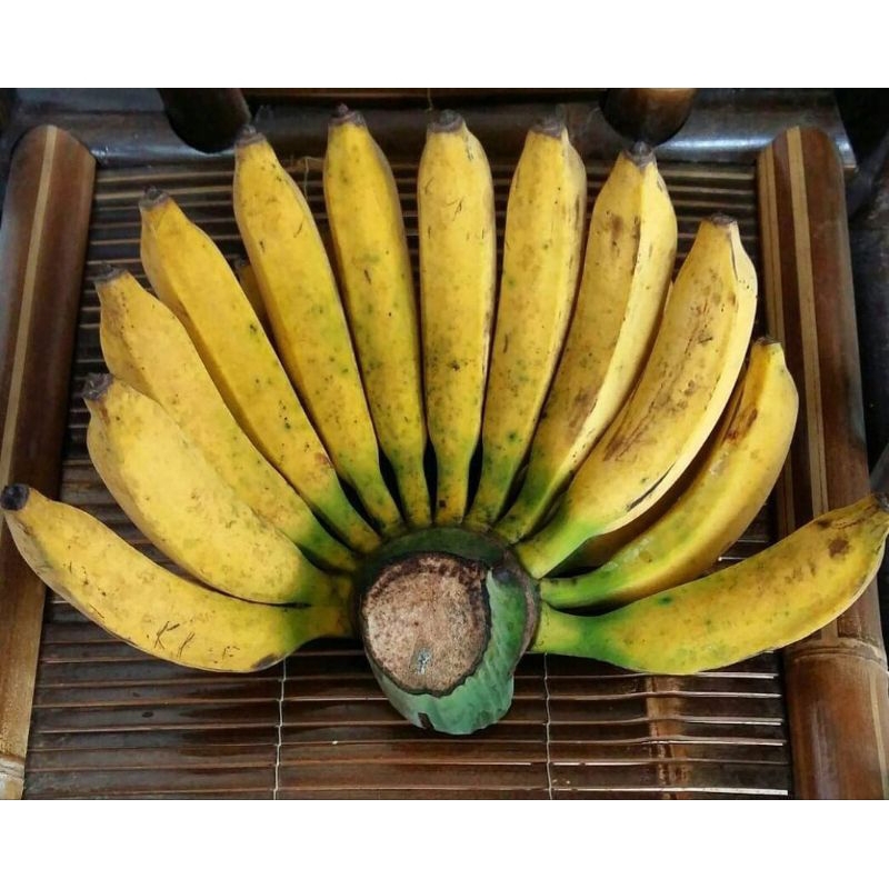 

PISANG RAJA BULU / SISIR