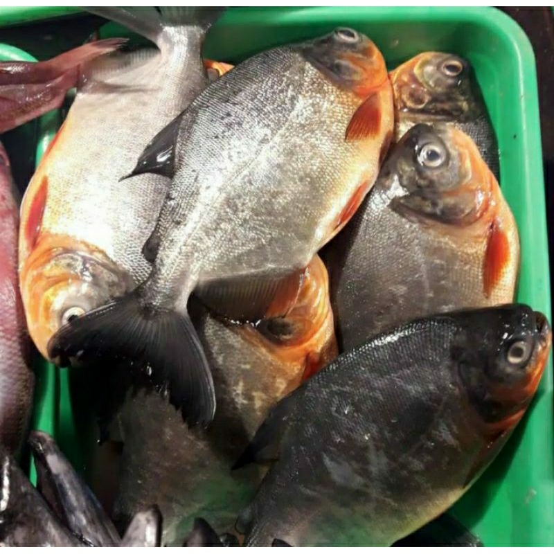 

ikan bawal tambak segar fres ukuran(6-8) perkg