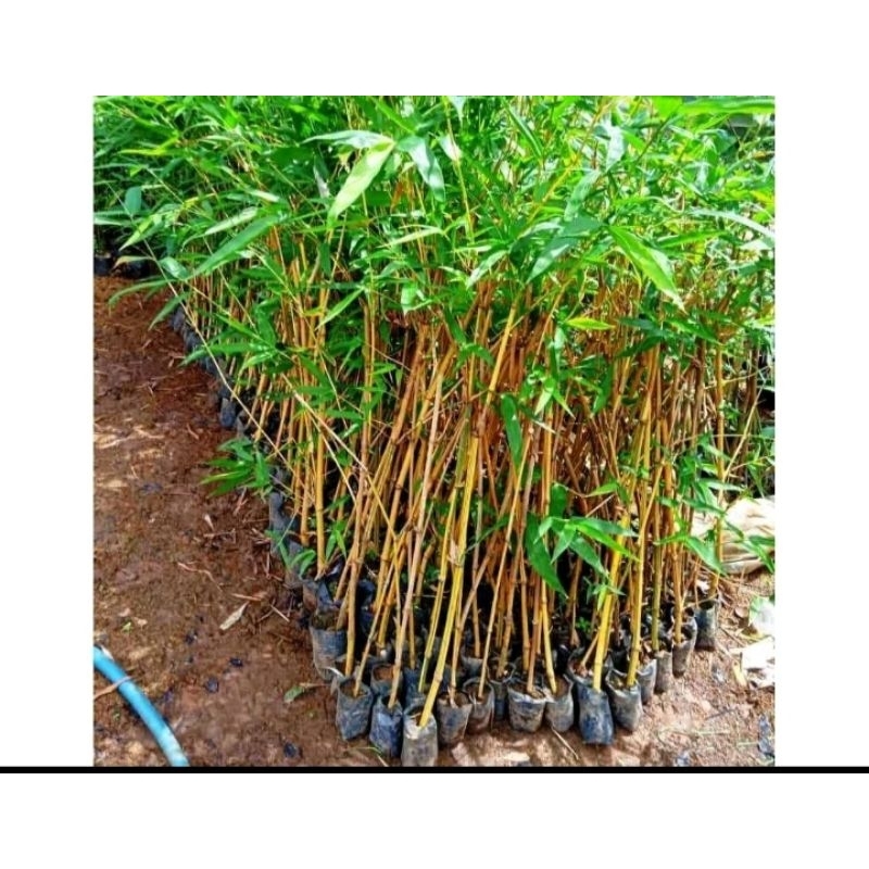 Bambu kuning siap tanam