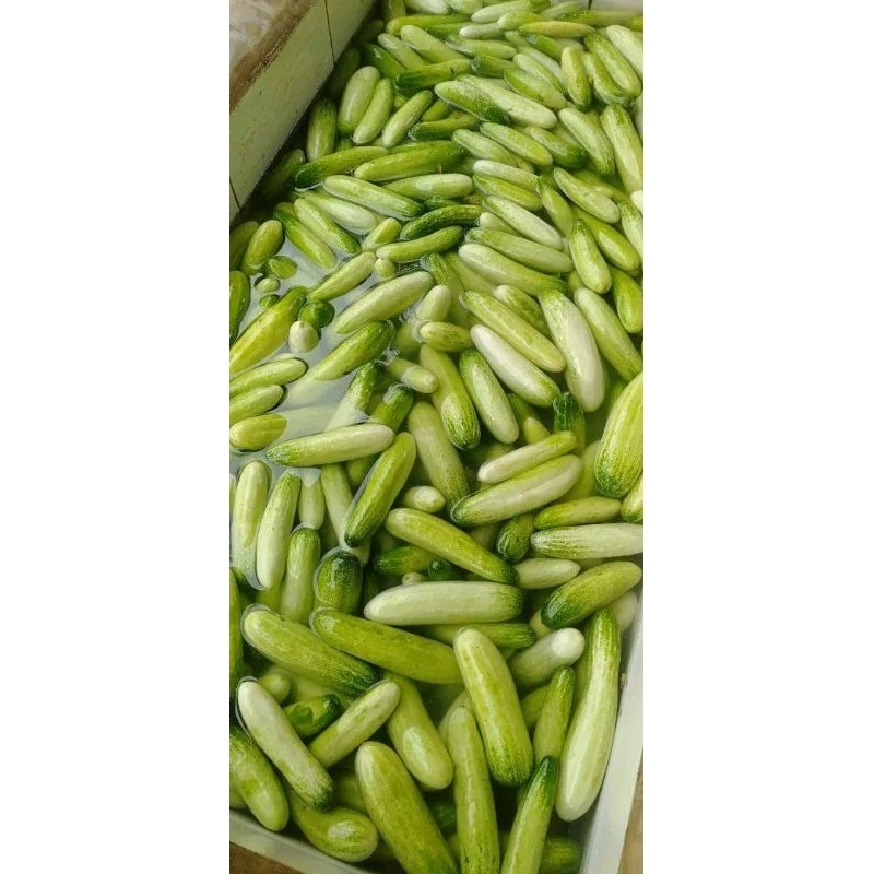 

timun lalap dan sayur 500gr