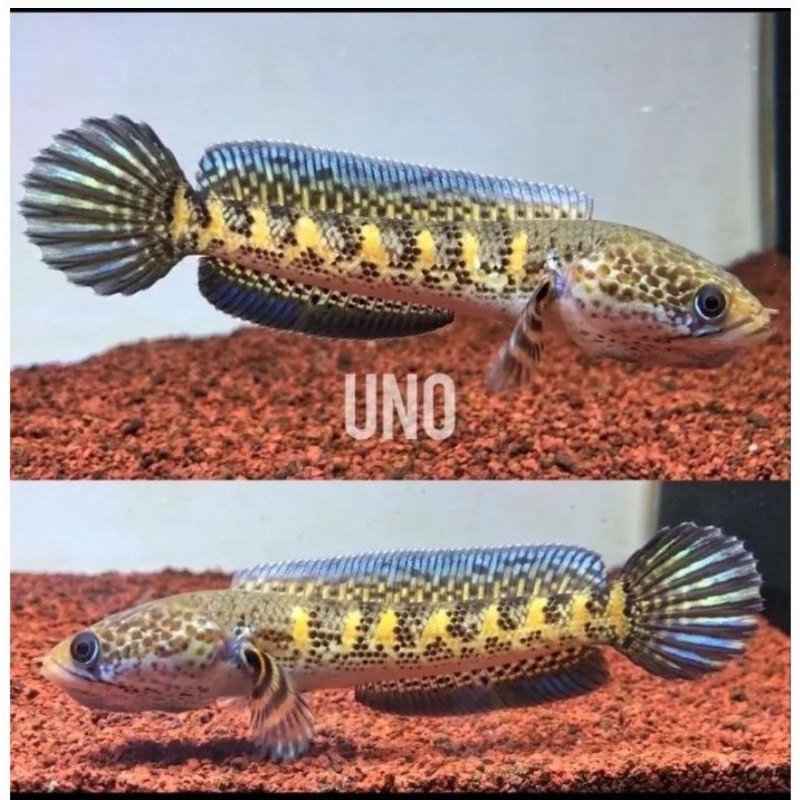 jacpot auranti jumbo 15 cm