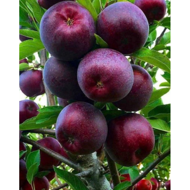 Bibit Apel Infor Washington Red Hasil Dari Stek Okulasi Tempel