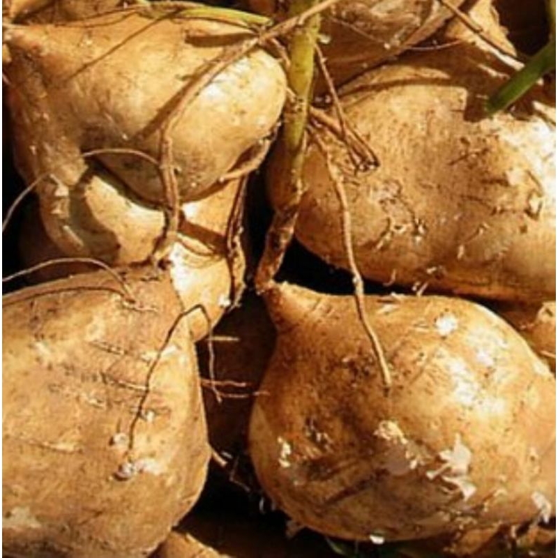 

BENGKUANG - 1KG