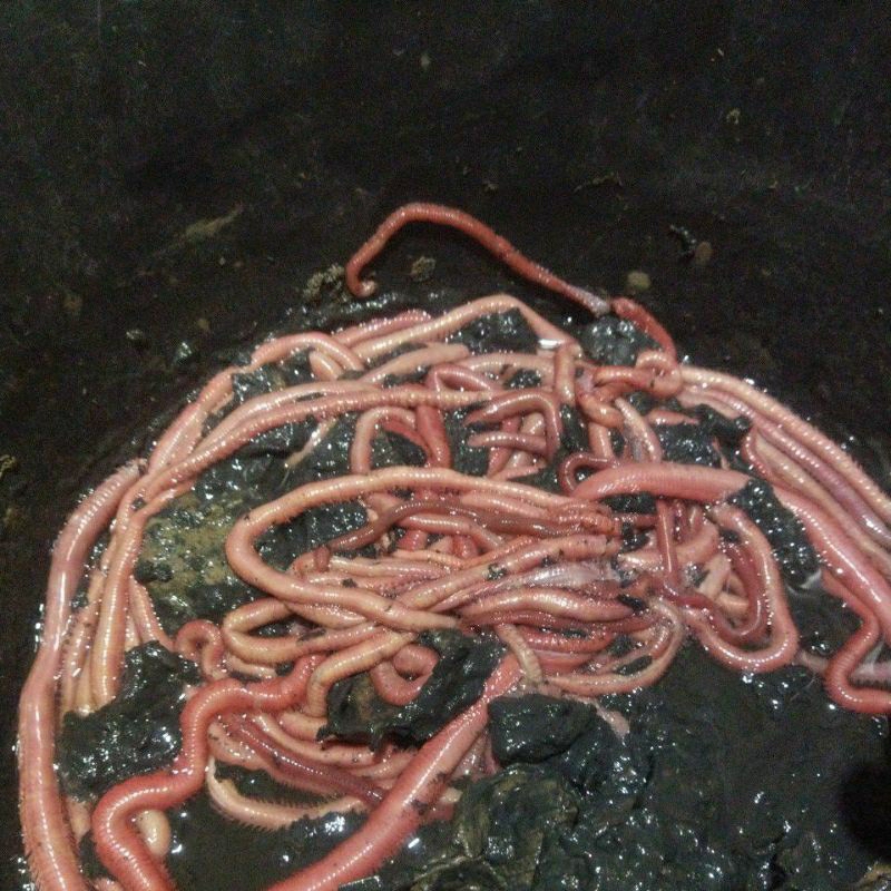 CACING NIPAH ( 2 BOX )