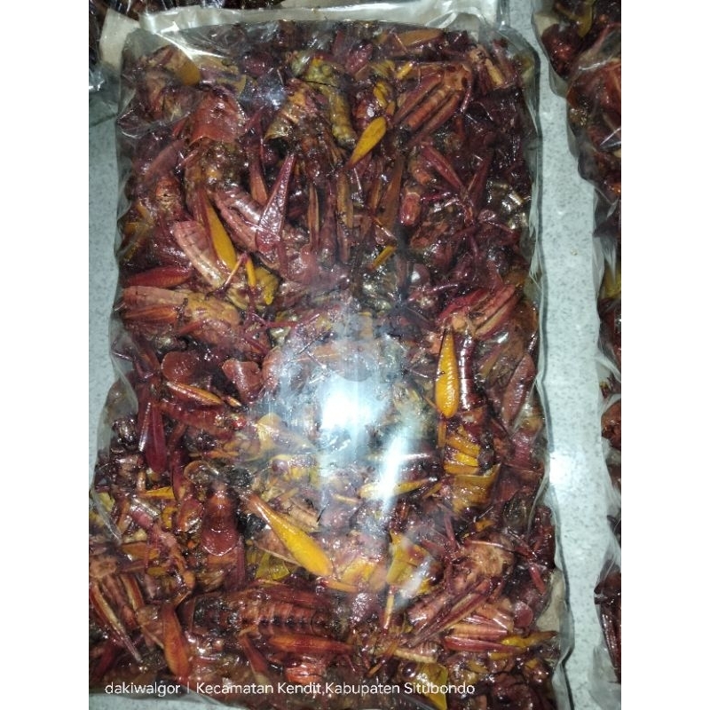 

Belalanggede,BelalangOryTanpaBumbu