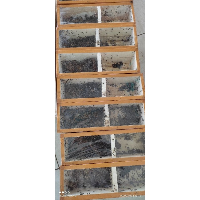 Terlaris Today bibit lebah klanceng, teuwul, kele kele levicep super ?