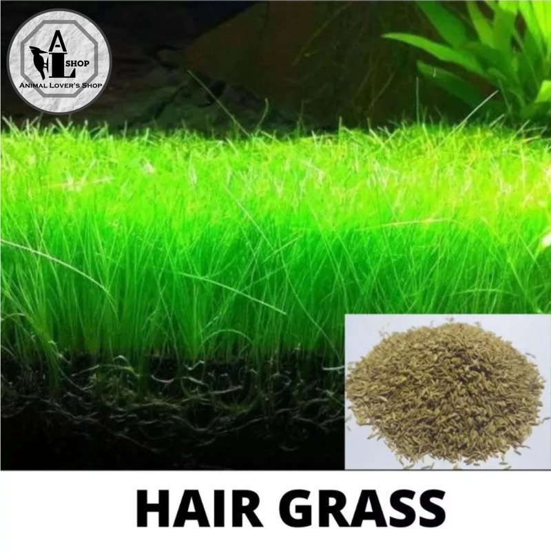 bibit biji tanaman aquascape hair Grass small fascue long fascue bibit Aquascape