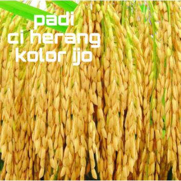

BENIH PADI ciherang kolor ijo / 1kg