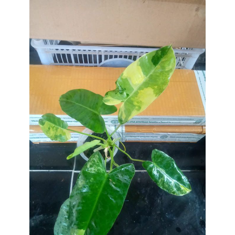 Philodendron Burle Marx Varigata