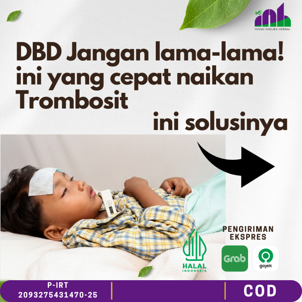 Sari Kurma Angkak Plus Qusthul Hindi Obat DBD Trombosit