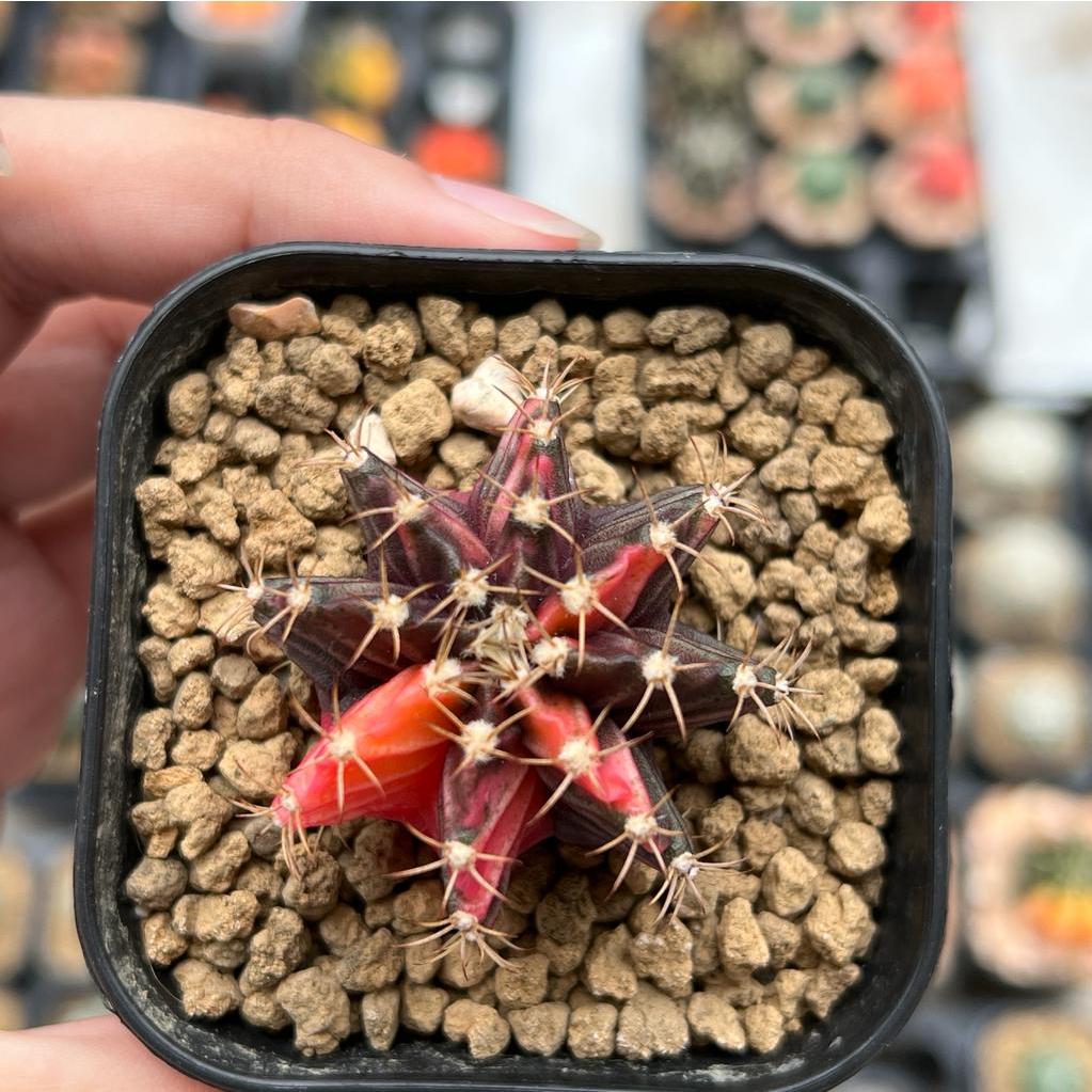 Kaktus Gymnocalycium LB Hybrid Varigata Seedling #6