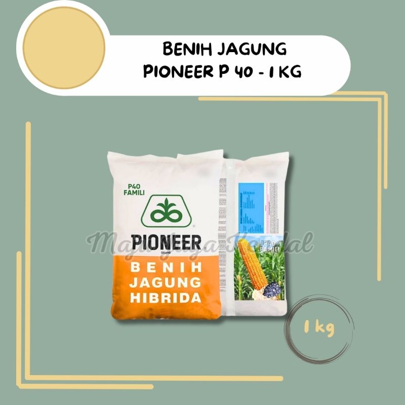 BENIH JAGUNG PIONEER P40 FAMILY - 1kg