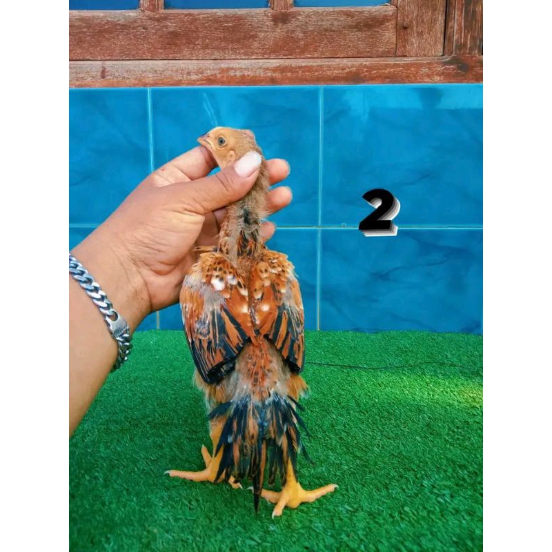 

TELUR TETAS EKOR LIDI WARNA FAVORIT BULU KAKU (TERLARIS)
