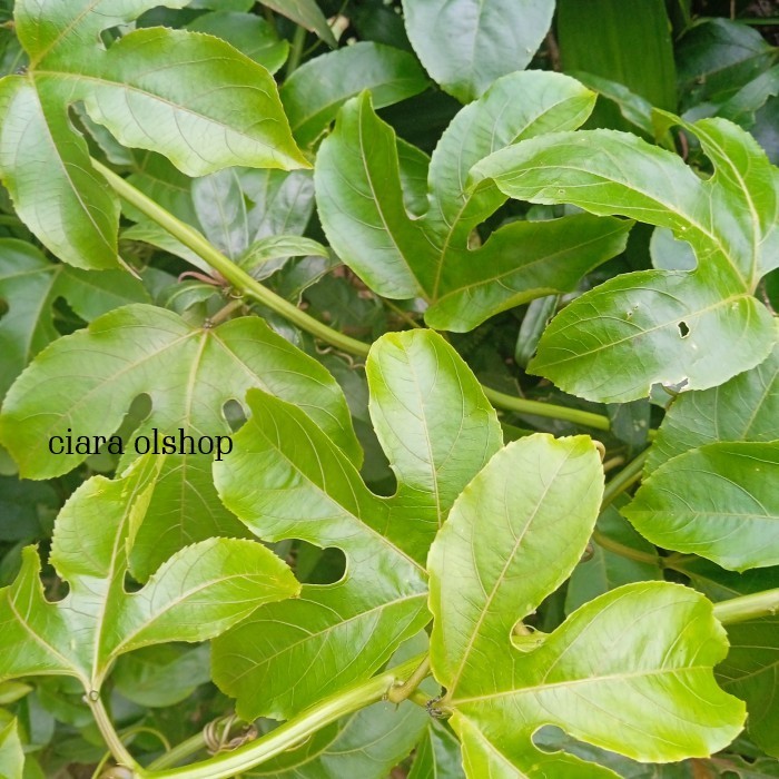 

Daun markisa segar 500 gram / daun buah markisa herbal alami