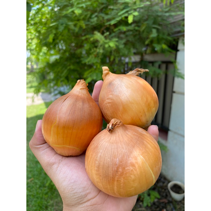 

BAWANG BOMBAY PREMIUM FRESH