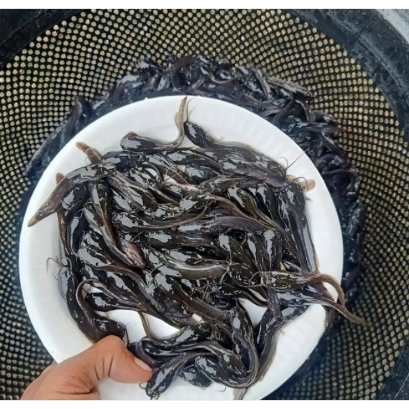 bibit lele ukuran 5-6 cm