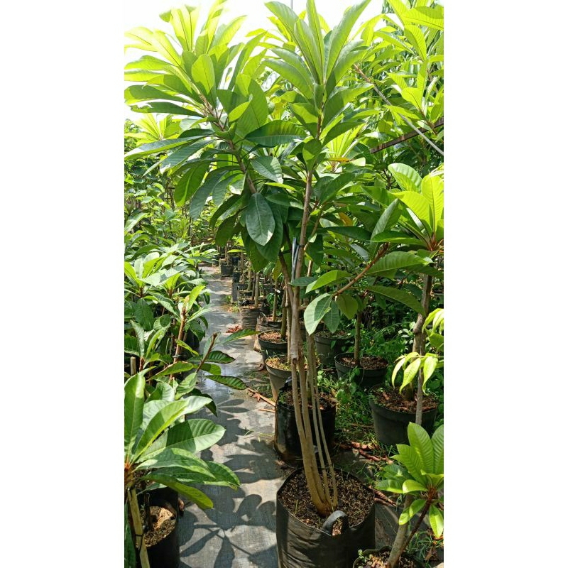 bibit mamey sapote kombinasi