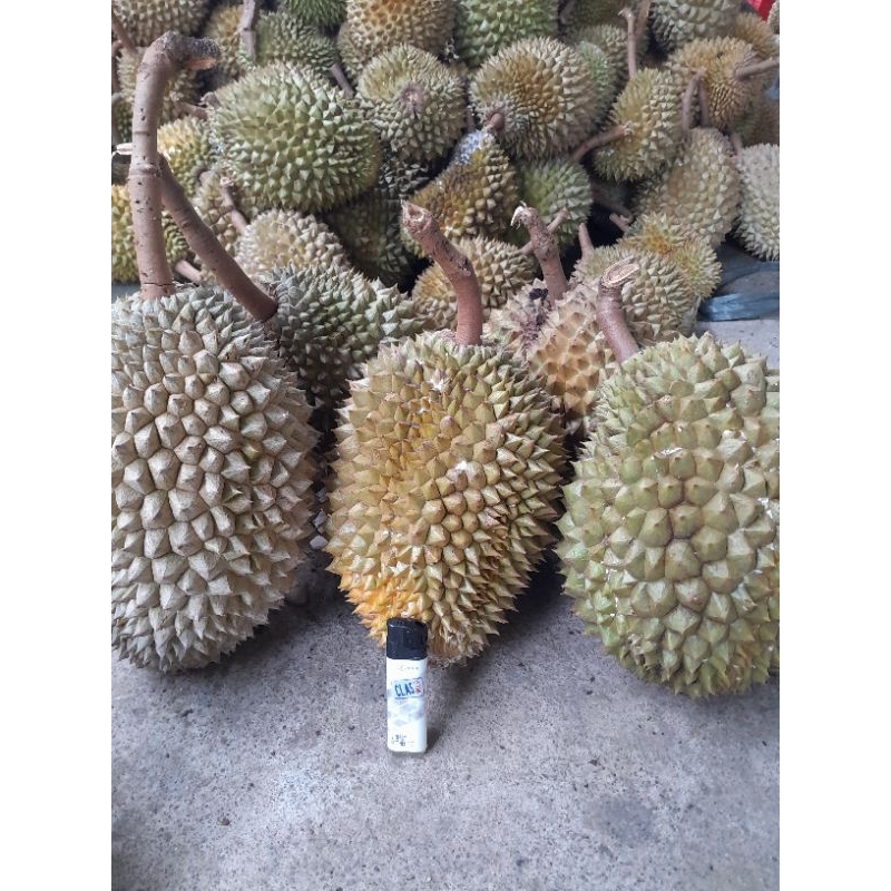 

DURIAN BOOM