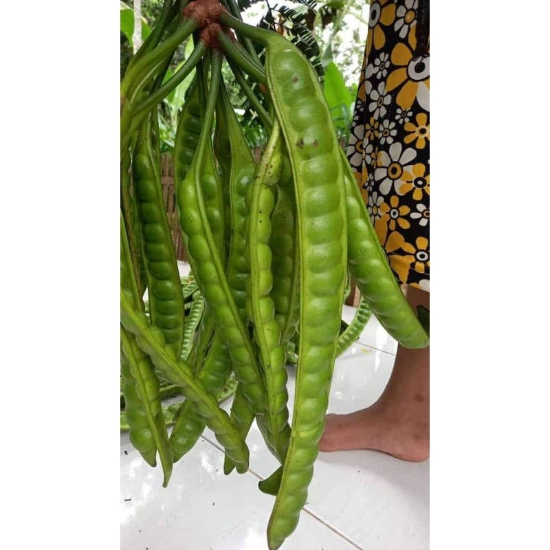 

Pete 1 Papan kang Sayur Bogor
