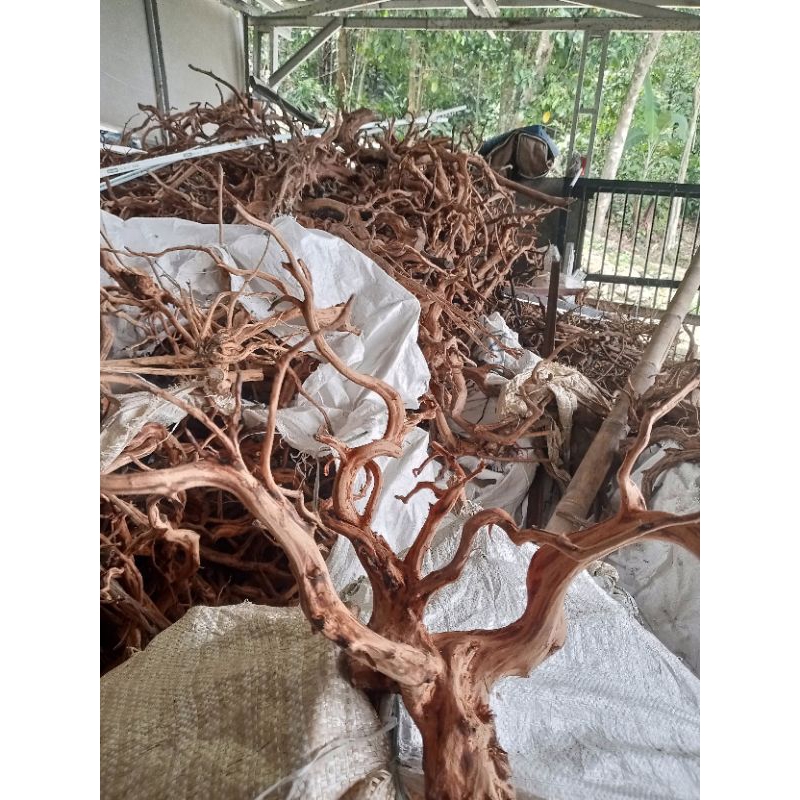 Akar kayu Rasamala size jumbo