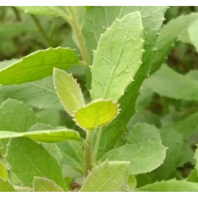 

Promo Daun Beluntas 250 gram