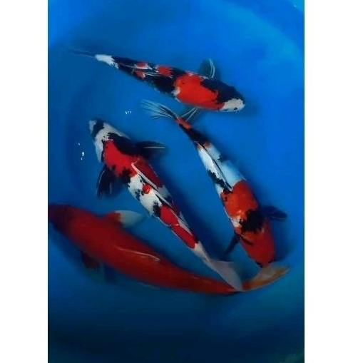 Bibit Koi Showa Ukuran 10-15cm
