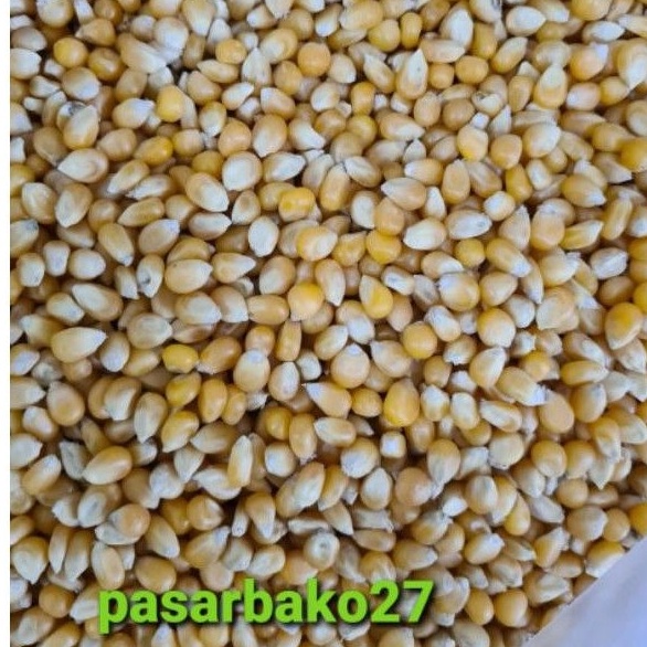 

COD Jagung Popcorn 1kg mgq0h