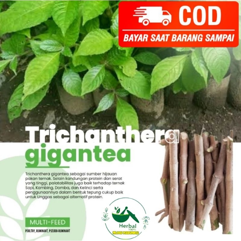 Trichantera Gigantea (Untuk 20 Batang Stek)