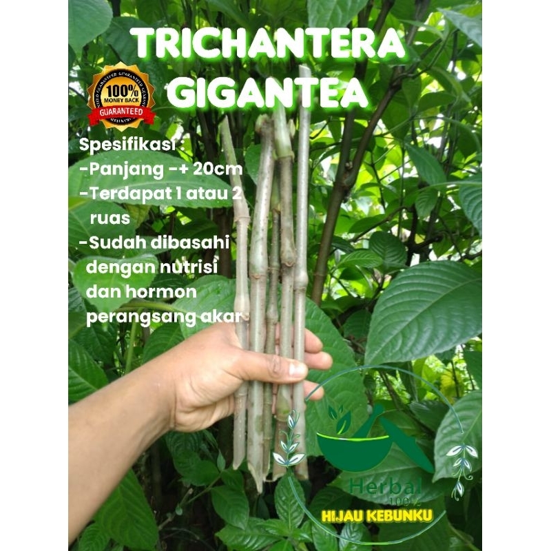 Trichantera Gigantea (Untuk 15 Batang Stek)