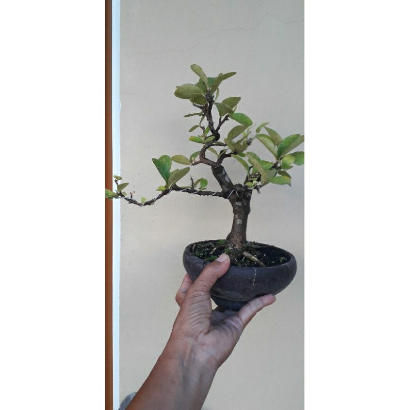 bonsai mame/sianci