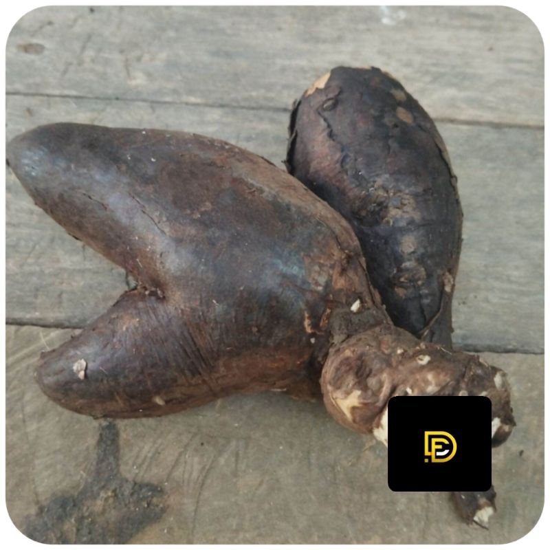 

Umbi bunga pukul empat paket 250 gram