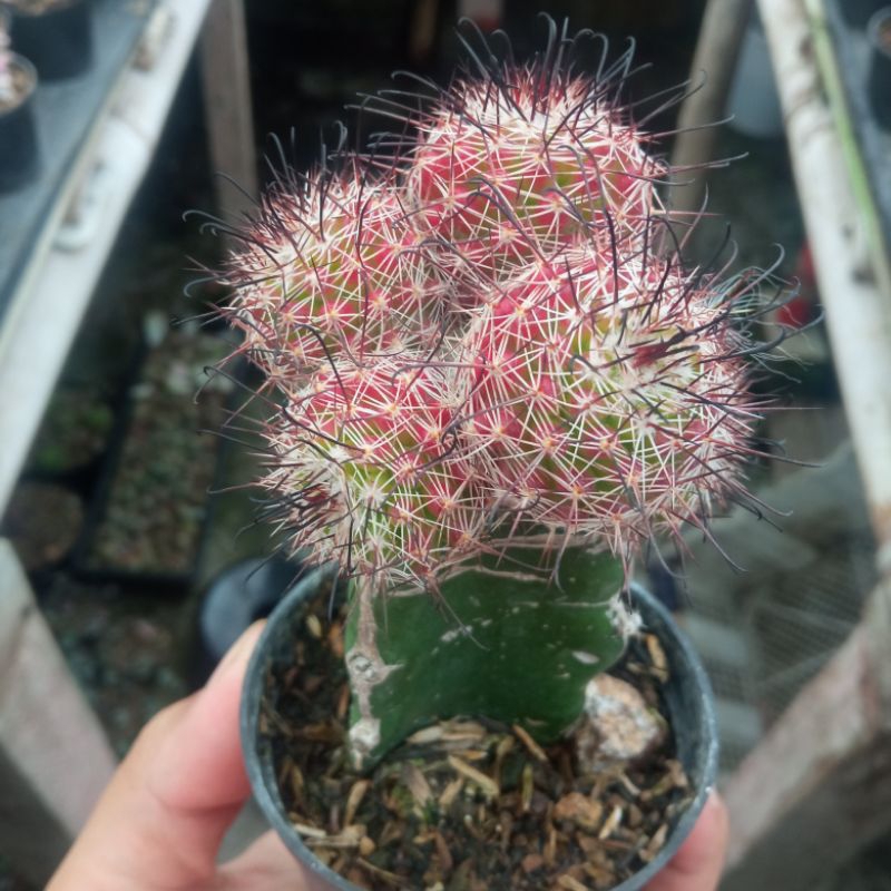 Kaktus Mammillaria Beneckei Rainbow Cluster