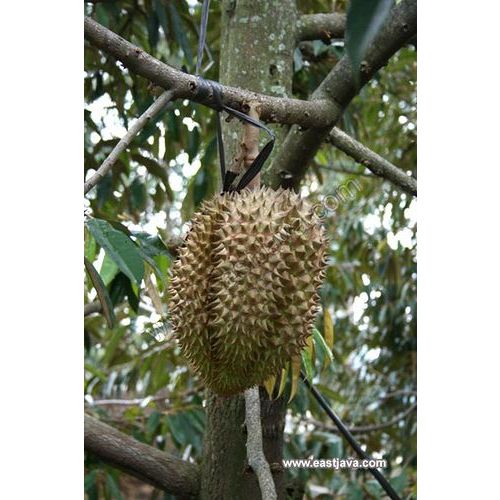 Durian Musang King Kaki 3 | Jaminan Cepat Berbuah | BIBIT OKULASI / SAMBUNG PUCUK