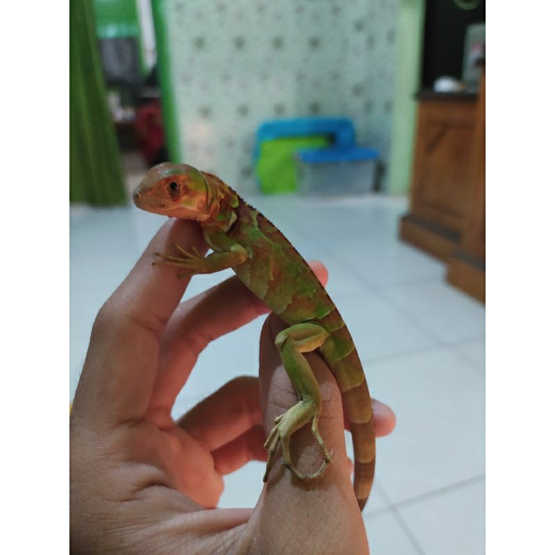 Super red baby Iguana