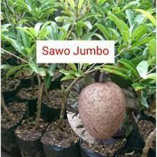 BIBIT SAWO JUMBO OKULASI