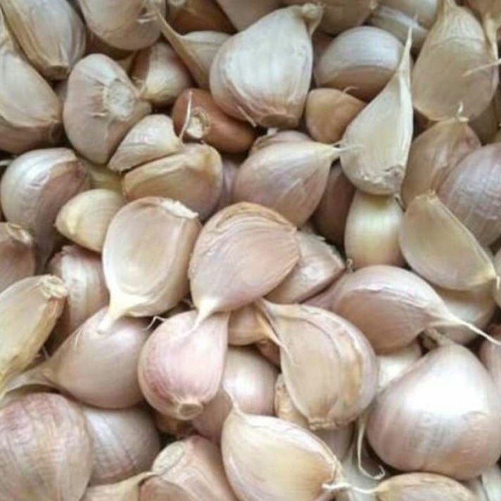 

MODEL MXI999 BAWANG PUTIH KATING /KG