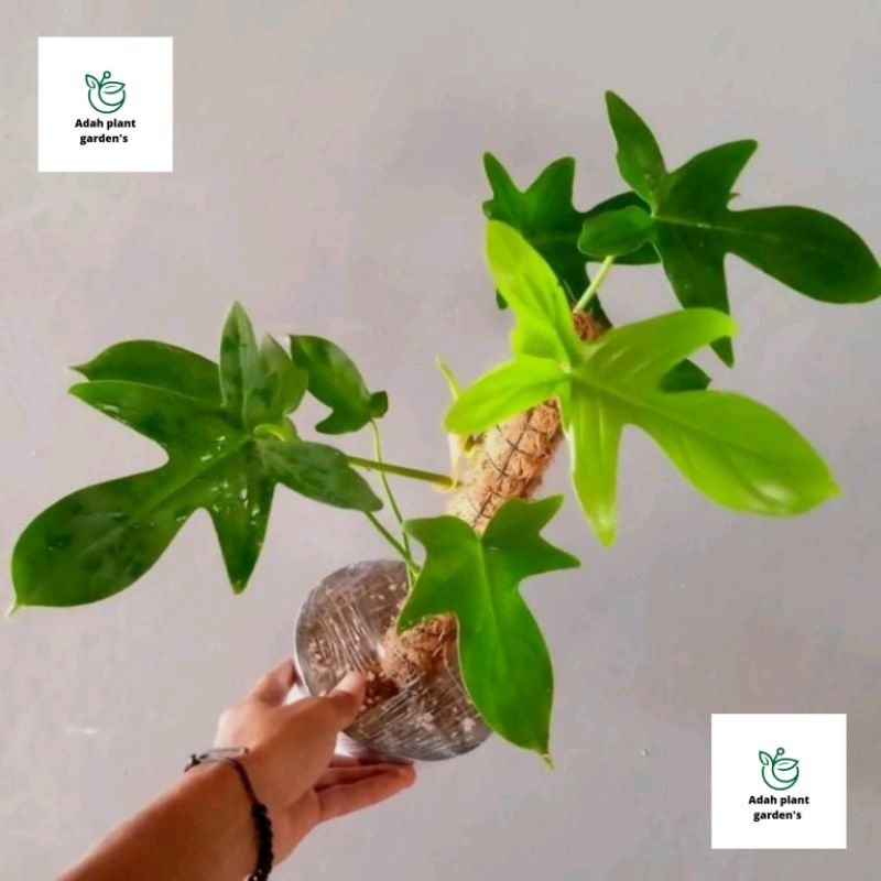 >( BISA COD ) Philodendroon Merpati - Tanaman Hias Philo Merpati / Bunga Hias Philodendron Merpaty T