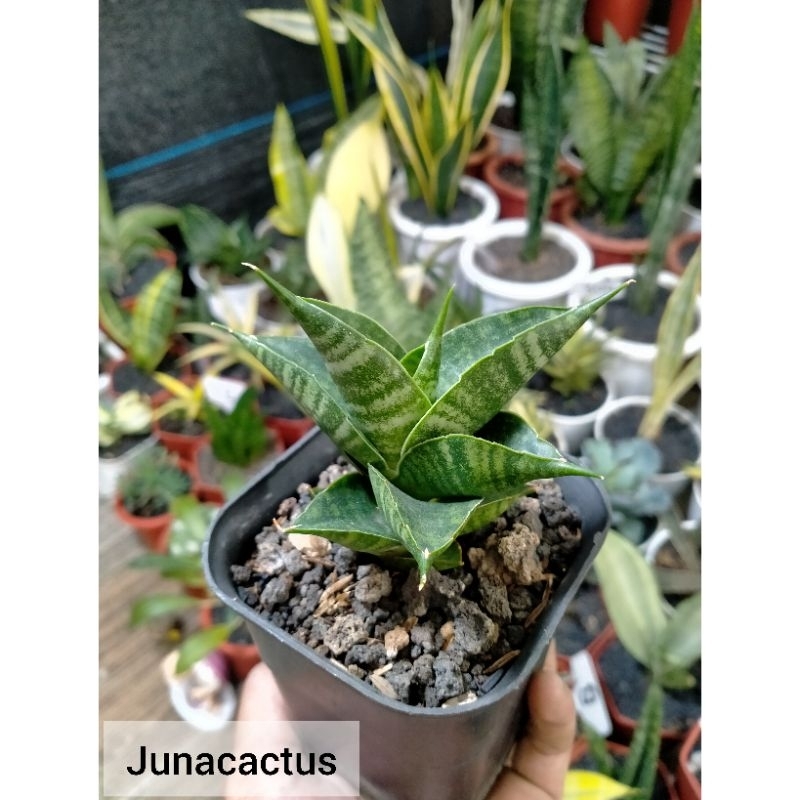 Sansevieria Hybrid Sindoro