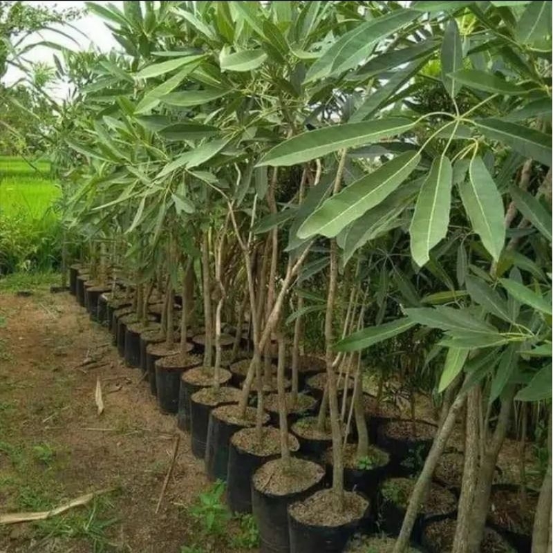 3 BIBIT KELENGKENG BERKUALITAS